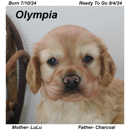 puppy, for, sale, Cocker Spaniel, Joe & Cherri  Overlease, dog, breeder, Miller, MO, dog-breeder, puppy-for-sale, forsale, nearby, find, puppyfind, locator, puppylocator, aca